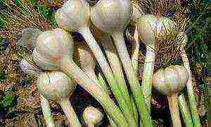 good varieties of winter garlic