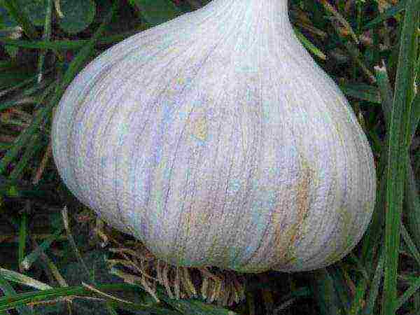 good varieties of winter garlic