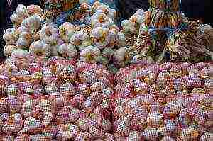 good varieties of winter garlic