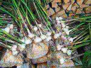 good varieties of winter garlic