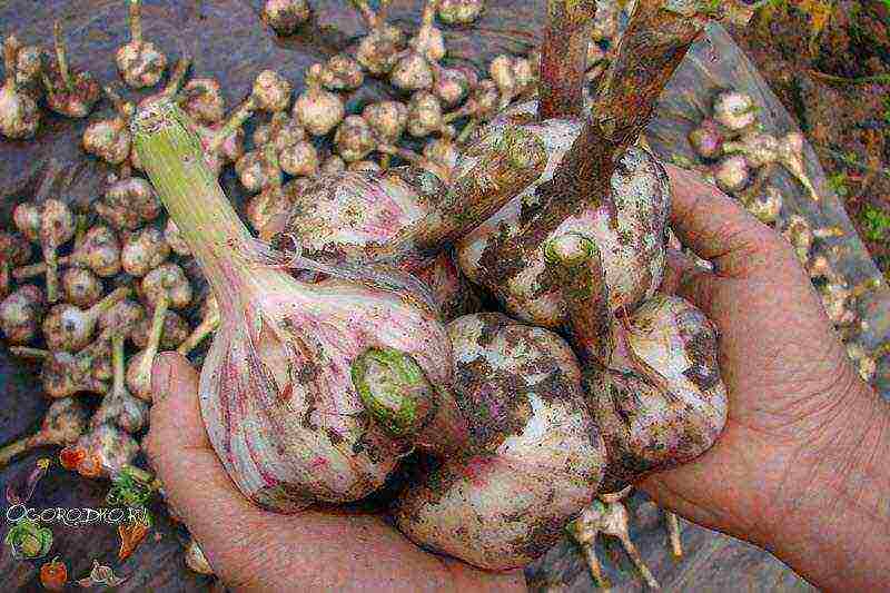 good varieties of winter garlic