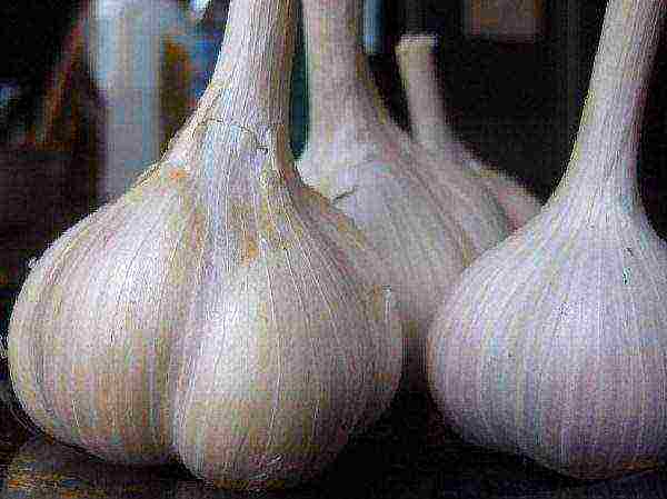 good varieties of winter garlic