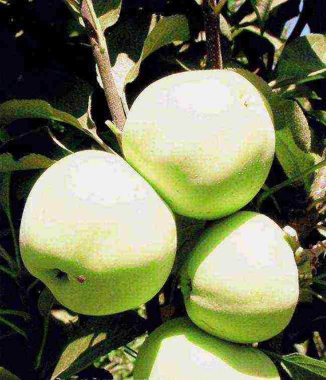 good varieties of columnar apple trees