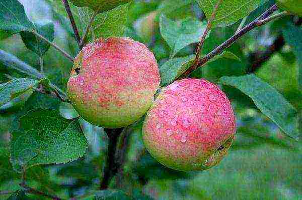 good varieties of summer apple trees