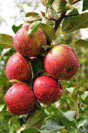 good varieties of summer apple trees