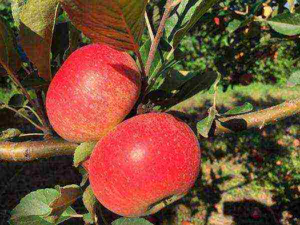 good varieties of summer apple trees