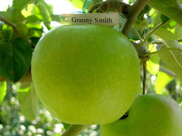 good varieties of summer apple trees