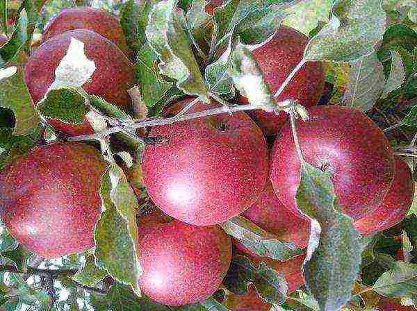 good varieties of summer apple trees