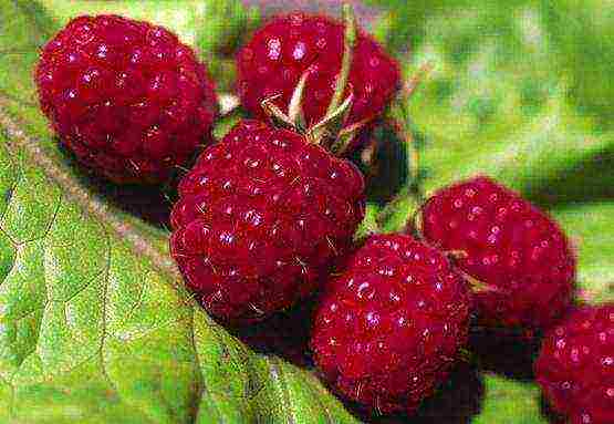 good varieties of remontant raspberries