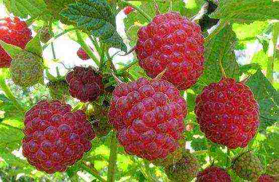 good varieties of remontant raspberries