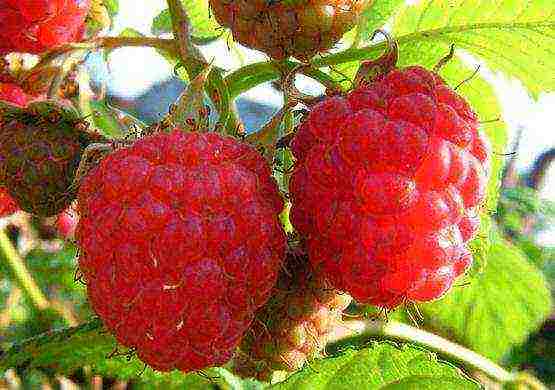 good varieties of remontant raspberries