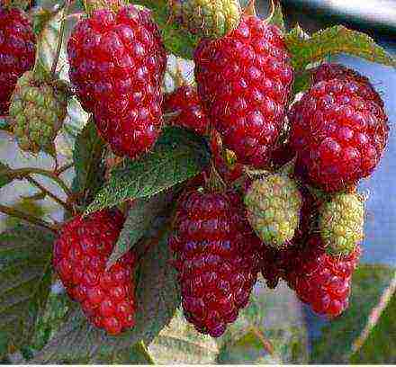 good varieties of remontant raspberries