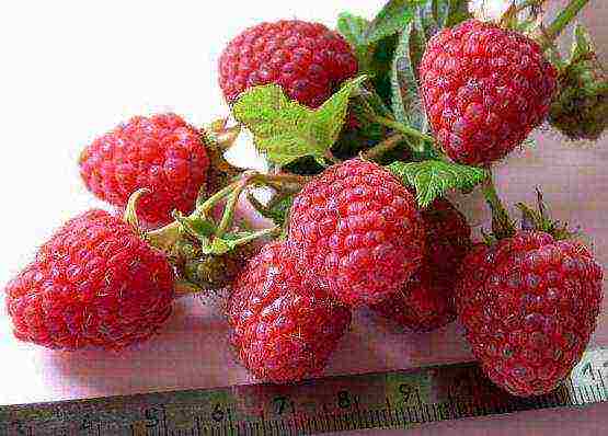 good varieties of remontant raspberries