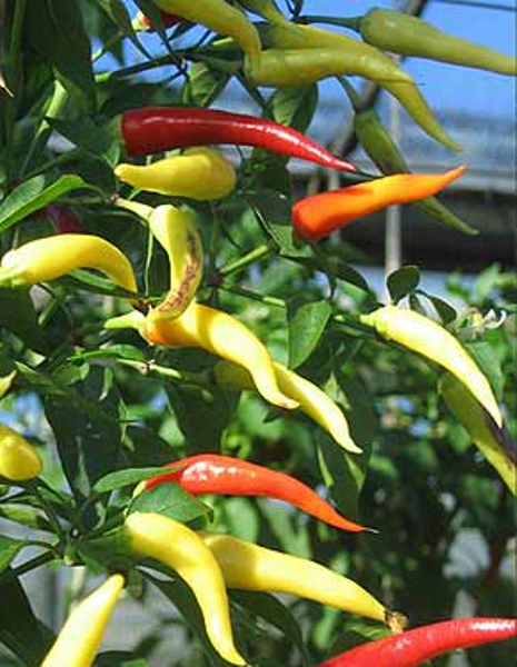 good varieties of bitter peppers