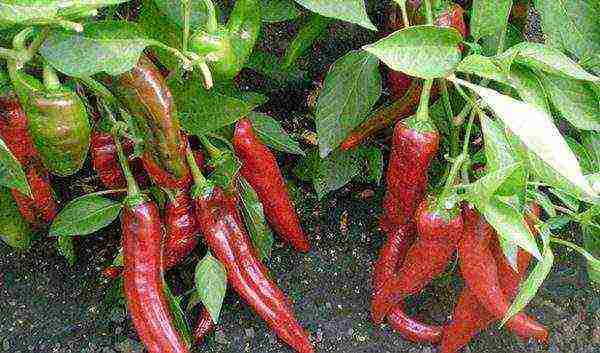 good varieties of bitter peppers