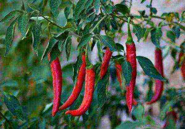 good varieties of bitter peppers