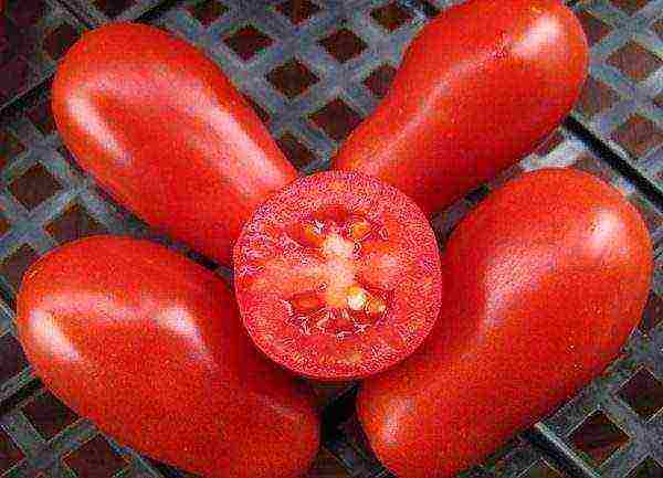 good varieties of tomatoes undersized