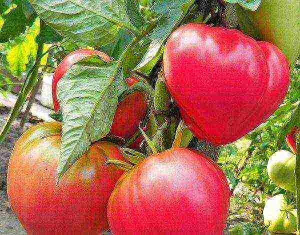 good varieties of tomatoes undersized