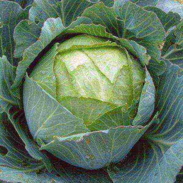 good varieties of late cabbage