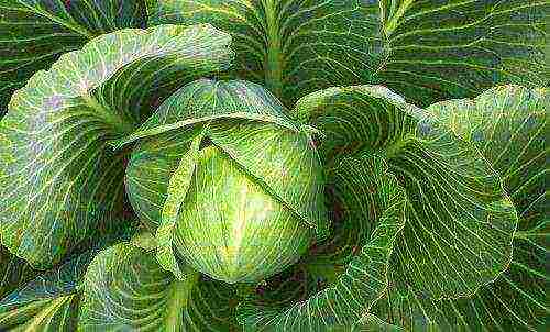 good varieties of late cabbage