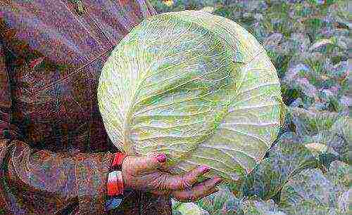 good varieties of late cabbage