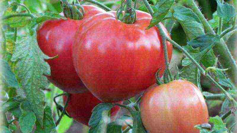 good varieties of tomato seeds