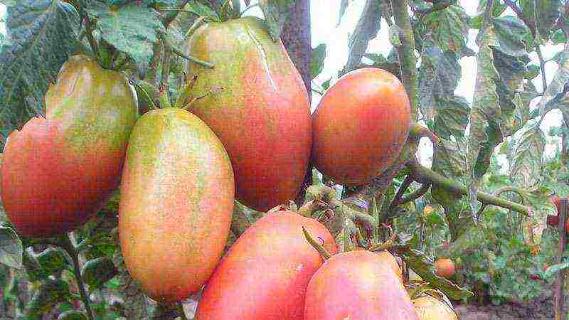 good varieties of tomato seeds