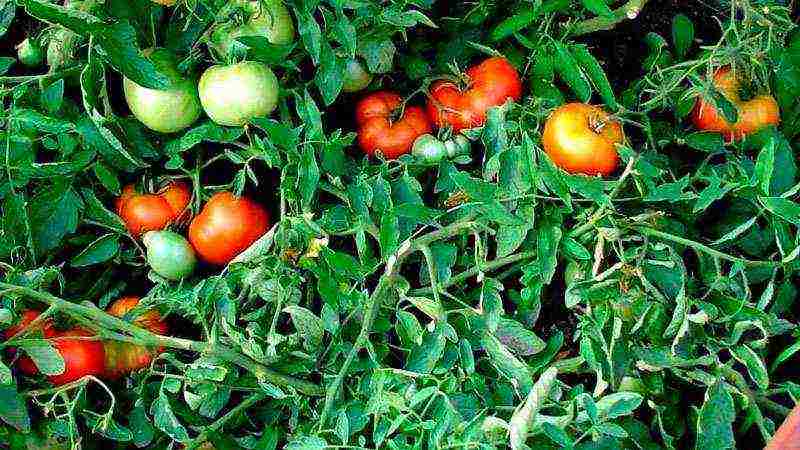 أصناف جيدة من بذور الطماطم