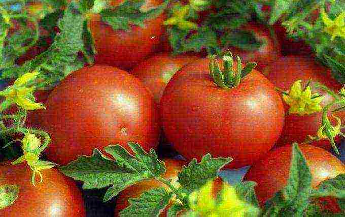 أصناف جيدة من بذور الطماطم