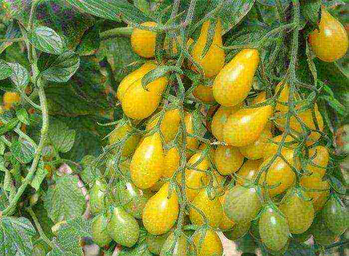 good varieties of tomato seeds