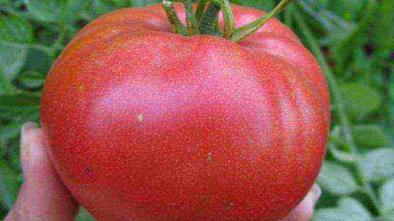 good varieties of tomato seeds