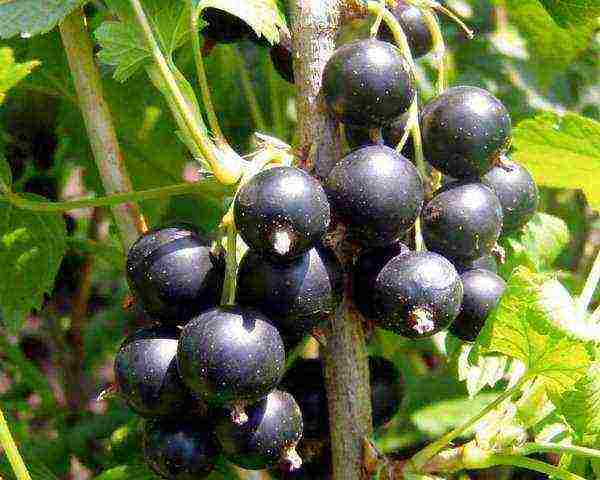 good varieties of black currants