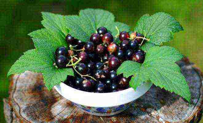 good varieties of black currants