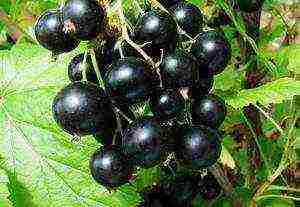 good varieties of black currants