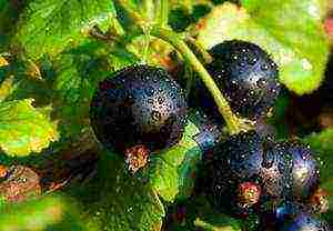 good varieties of black currants