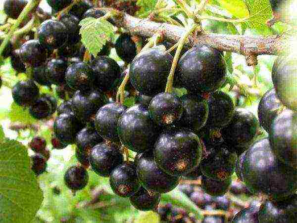 good varieties of black currants