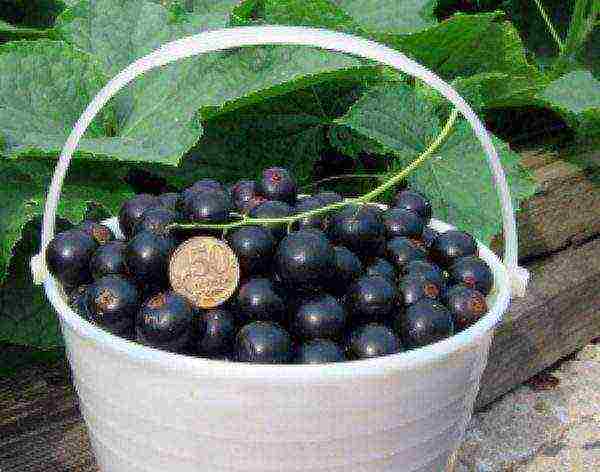 good varieties of black currants