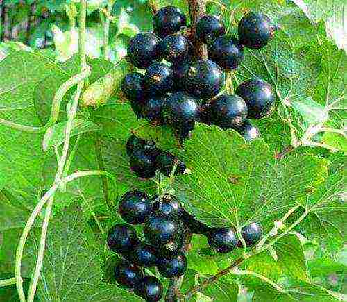 good varieties of black currants