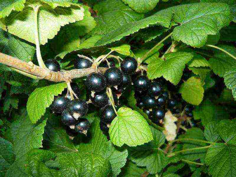 good varieties of black currant