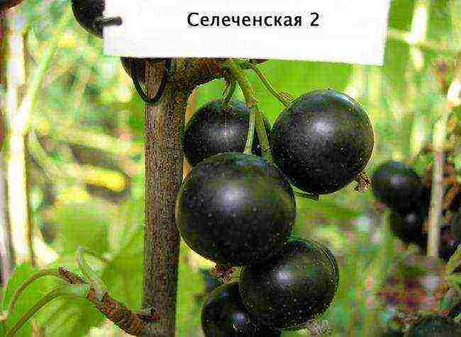 good varieties of black currants