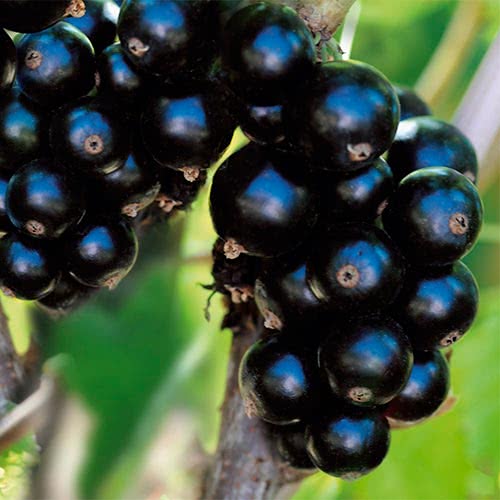 good varieties of black currants