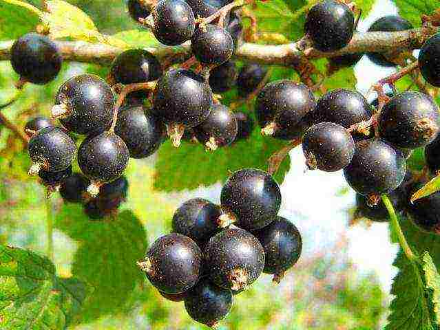 good varieties of black currant