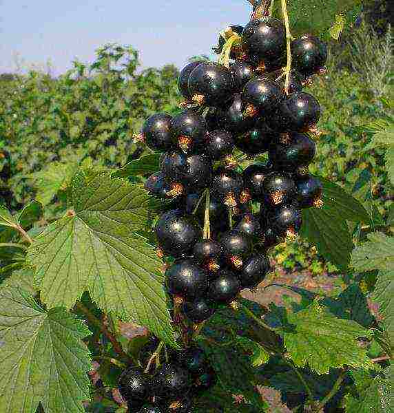 good varieties of black currants