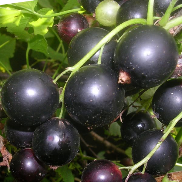 good varieties of black currant