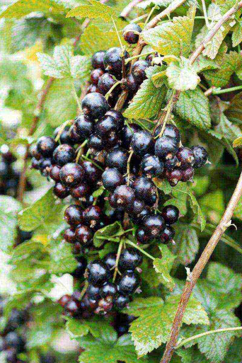 good varieties of black currants