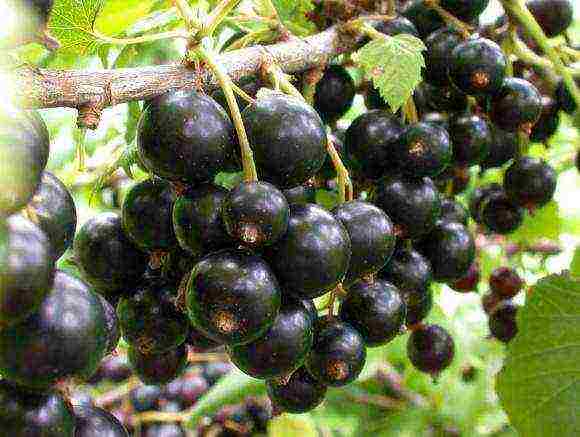 good varieties of black currants