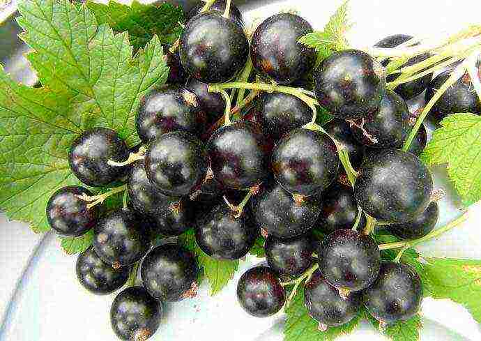 good varieties of black currants