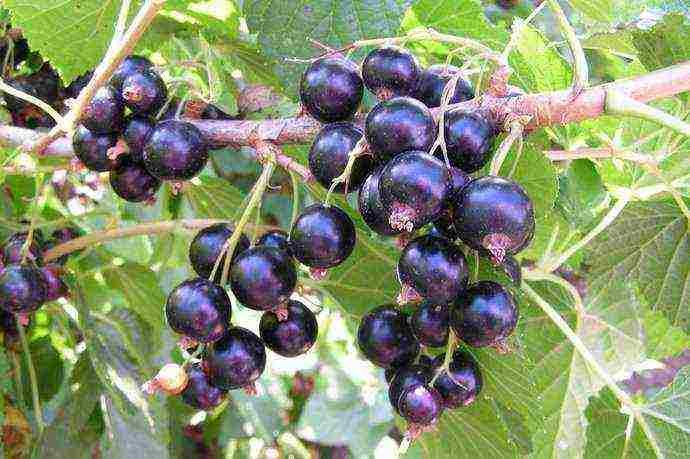 good varieties of black currants