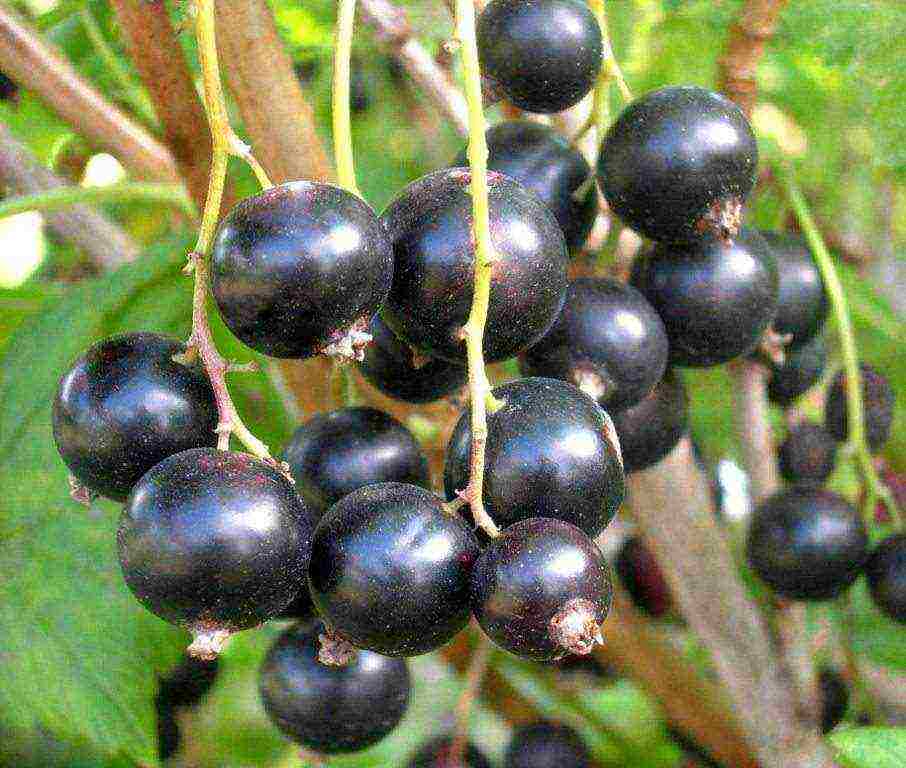 good varieties of black currants