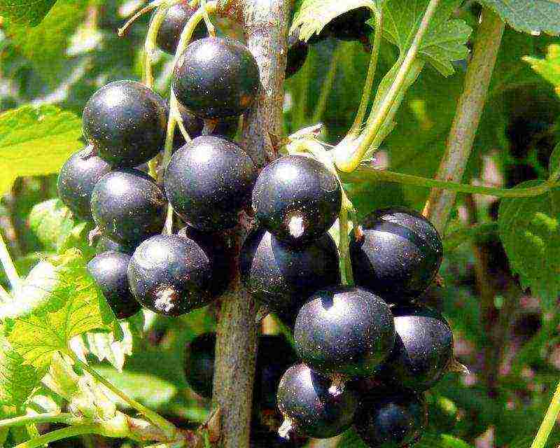 good varieties of black currants